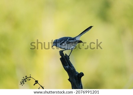 Mockingbird with blurred background shows Texas wildlife in nature.
