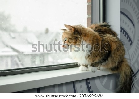 Curious cat looking at snow falling while sitting on window sill. Cute long hair female kitty watching snowflakes falling in front of a defocused residential neighborhood. Selective focus.