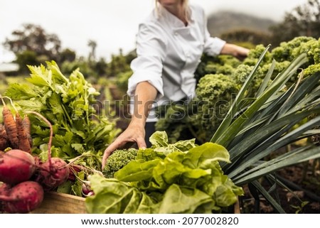 Unrecognizable chef harvesting fresh vegetables in an agricultural field. Self-sustainable female chef arranging a variety of freshly picked produce into a crate on an organic farm. Royalty-Free Stock Photo #2077002820