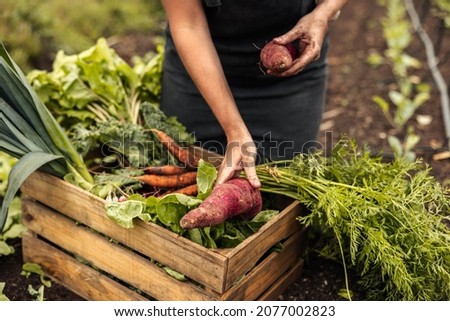 Anonymous female farmer arranging freshly picked vegetables into a crate on an organic farm. Self-sustainable vegetable farmer gathering fresh produce in her garden during harvest season. Royalty-Free Stock Photo #2077002823