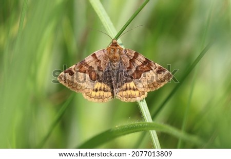 Burnet companion moth a owlet moths Royalty-Free Stock Photo #2077013809