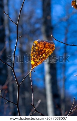 Hazel leaves, Corylus, in sunlight with a bokeh background, selective focus