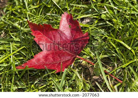 Red maple leaf in the grass