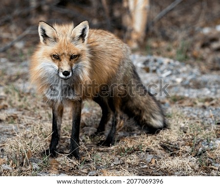 Red fox close-up profile in the springtime with blur background, displaying fox tail, fur, in its environment and habitat. Picture. Portrait. Photo. Fox Image.