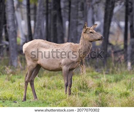 Elk female cow standing on grass with a blur forest background in its environment and habitat surrounding with a side view.  Wapiti Portrait.