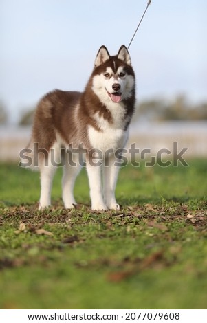 
photo shoot of a beautiful young dog: Siberian husky, brown and white.
posing