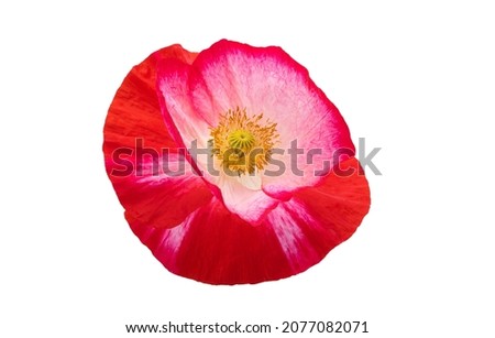 beautiful poppies isolated on white background 