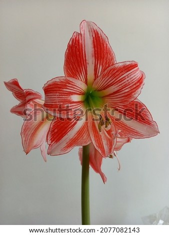 Amaryllis flower red and white Royalty-Free Stock Photo #2077082143