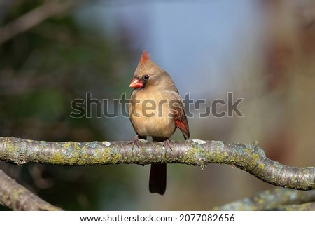 Female Cardinal perched on a branch