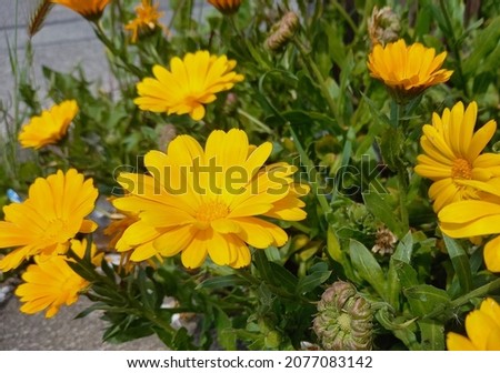Marigold yellow flower in flower garden Royalty-Free Stock Photo #2077083142