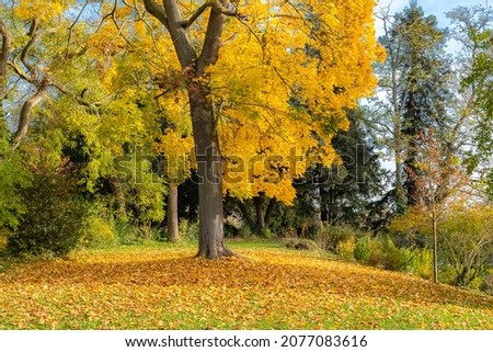 Yellow leaves on the ground, beautiful tree in a park in autumn