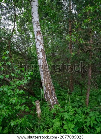 birch tree grove in summer green forest. white trunk wall