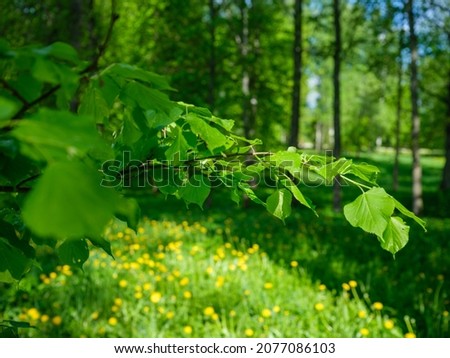 summer green foliage textures in forest nature. abstract backgrounds