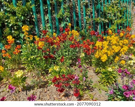 Wallflowers of various colours in flowerbed by metal railing Royalty-Free Stock Photo #2077090312