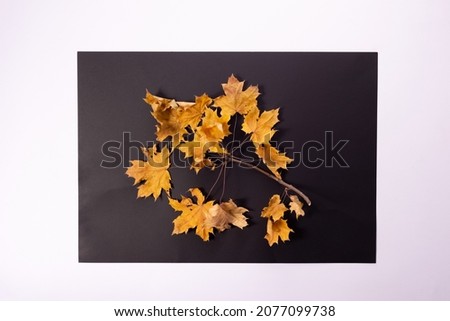 autumn composition of colored autumn leaves on a black square frame on a white background.