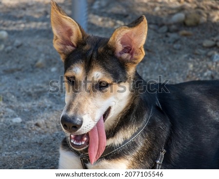 Picture of wolf dog relaxing with his tongue out