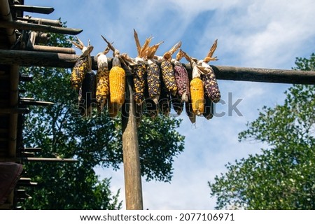 picture of Maize, it's also known as corn .