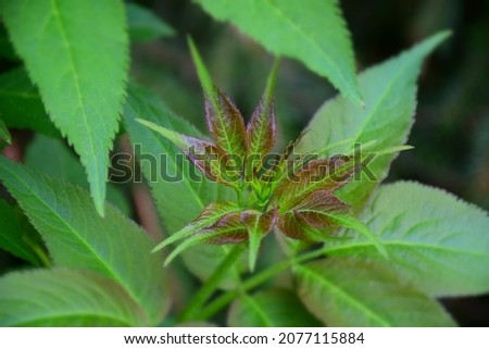 Sprouting leaves on a twig in springtime. Stock Photo