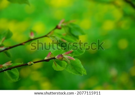 Fresh green leaves and buds of linden tree in spring garden. Stock Image