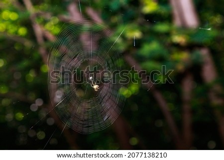 Spider in a web in the forest. Background with copy space for text or lettering