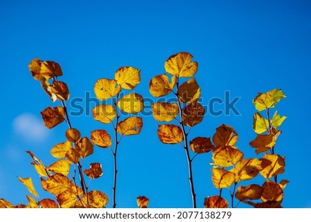 Very beautiful branches of autumn trees. Nature background with copy space for text or lettering