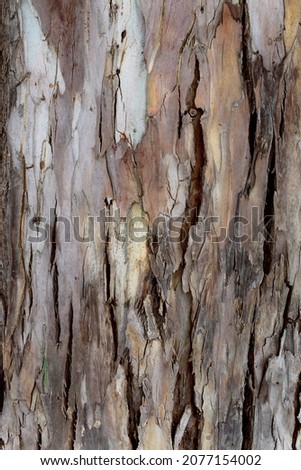 old texture of an tree, background brown decoration, natural close details of a tree