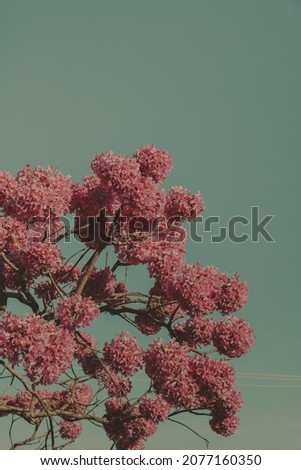 pink flowering cherry tree background flower