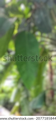 Beautiful and unfocused green leaves in Central Java