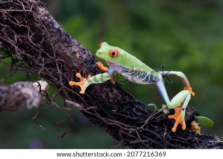 Red-eyed Tree Frog (Agalychnis callidryas) crawling on a tree branch.
