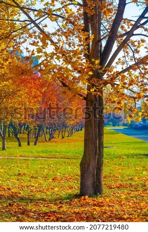 autumn landscape, sketch of autumn in the photo, yellow burgundy red leaves, summer petition, joyful pictures