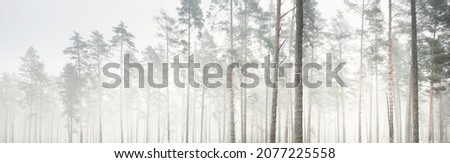 Picturesque panoramic scenery of the majestic forest in a thick white fog. Atmospheric autumn landscape. Fall season, ecology, environment, pure nature