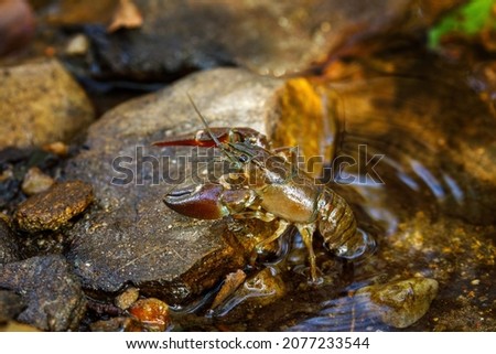 Signal crayfish, Pacifastacus leniusculus, climbs on stone in water at river bank. North American crayfish, invasive species in Europe, Japan, California. Freshwater crayfish in natural habitat. Royalty-Free Stock Photo #2077233544