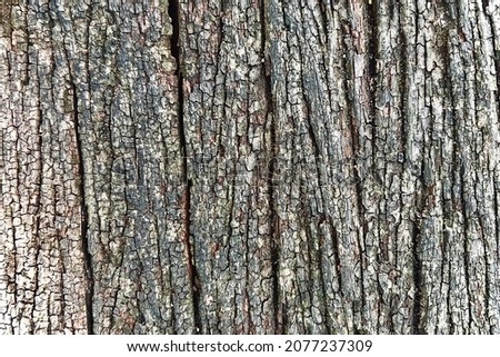 Blur bark pattern is seamless texture from tree. For background wood work, Bark of brown hardwood, thick bark hardwood, residential house wood. surface of bark pattern hard wood.
