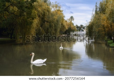 White swans gracefully float on the lake, surrounded by clear water, weeping willows and other plants. A picture of peace, harmony and beauty in nature. In the distance there is a bridge and a chapel.