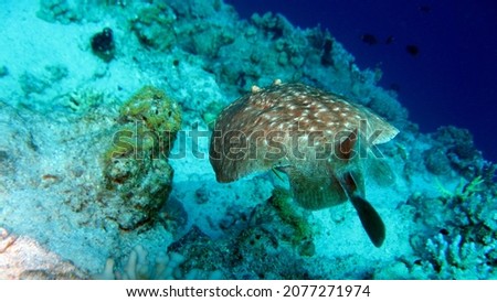 The common torpedo (Torpedo torpedo), also known as ocellate torpedo or eyed electric ray, is a species of electric ray in the family Torpedinidae