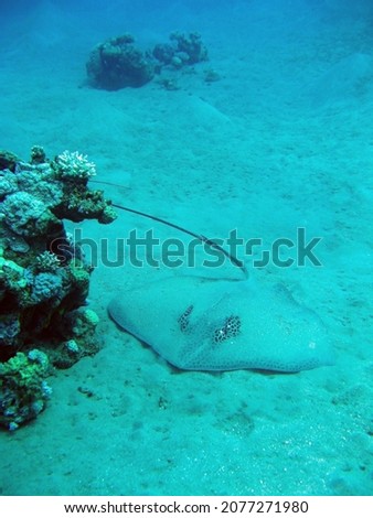 The marbled electric ray is a species of electric ray in the family Torpedinidae found in the coastal waters of the eastern Atlantic Ocean from the North Sea to South Africa.  Royalty-Free Stock Photo #2077271980