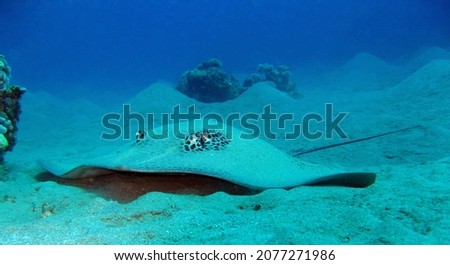 The marbled electric ray is a species of electric ray in the family Torpedinidae found in the coastal waters of the eastern Atlantic Ocean from the North Sea to South Africa.  Royalty-Free Stock Photo #2077271986