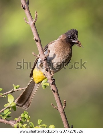 Dark-capped Bulbul eating some insects Royalty-Free Stock Photo #2077278526