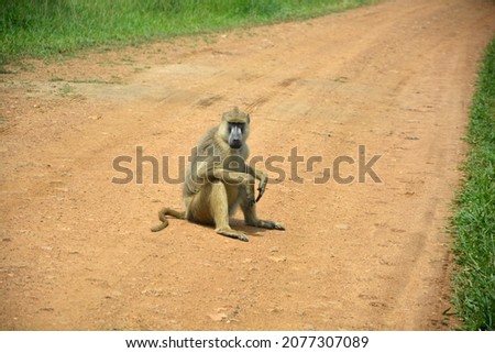Adult yellow baboon sitting on the road. Mikumi national park, Tanzania
