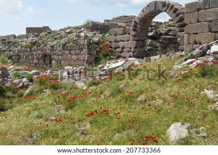 Bright red poppies grow among the Greek stone ruins on the acropolis of  Pergamum near Bergama, Turkey