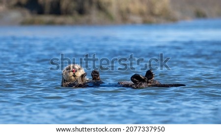 Bloody nosed Sea Otter [enhydra lutris] floating in the Elkhorn Slough at Moss Landing on the Central Coast of California USA