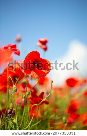 beautiful poppy flower field on a sunny summer day