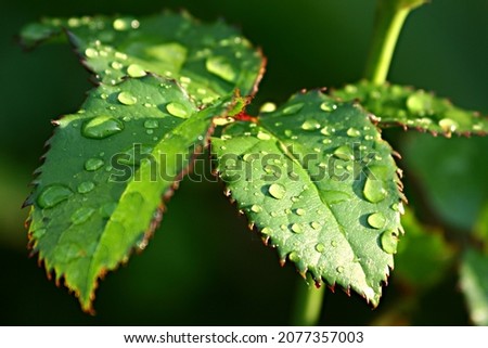 Foliage of roses in drops after rain
