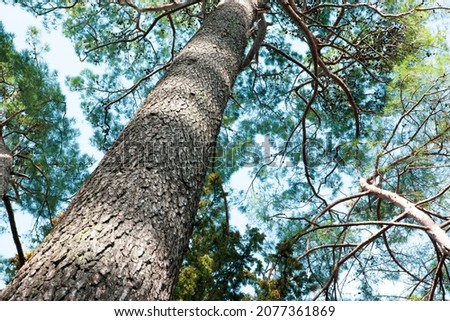 Close up view of a pine tree trunk. Beautiful tall pine tree with a blue sky. Nature at forest - trunk pine and branches. Pine background for poster, calendar, post, screensaver, wallpaper, postcard,  Royalty-Free Stock Photo #2077361869