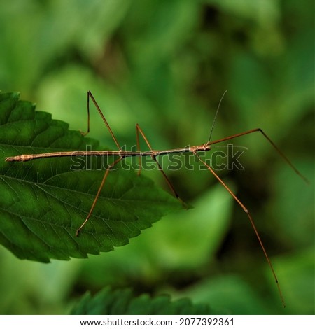 Ramulus trilineatus, a branchlet stick insect. Royalty-Free Stock Photo #2077392361