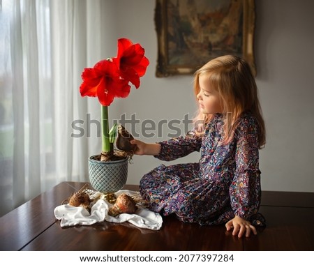 Little white girl sitting on the table near the vase with red amaryllis and bulbs Royalty-Free Stock Photo #2077397284