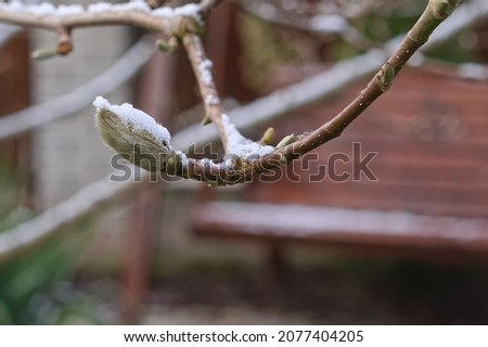 Buddy Magnolia flower covered with snow in the winter in the garden 