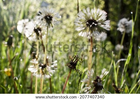 Dandelion white flowers in green grass