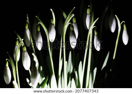 One of first spring flowers snowdrop with close blossoms with black on background