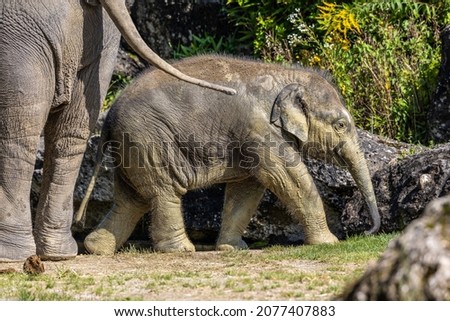 The Asian elephant, Elephas maximus also called Asiatic elephant, is the only living species of the genus Elephas and is distributed in the Indian subcontinent and Southeast Asia